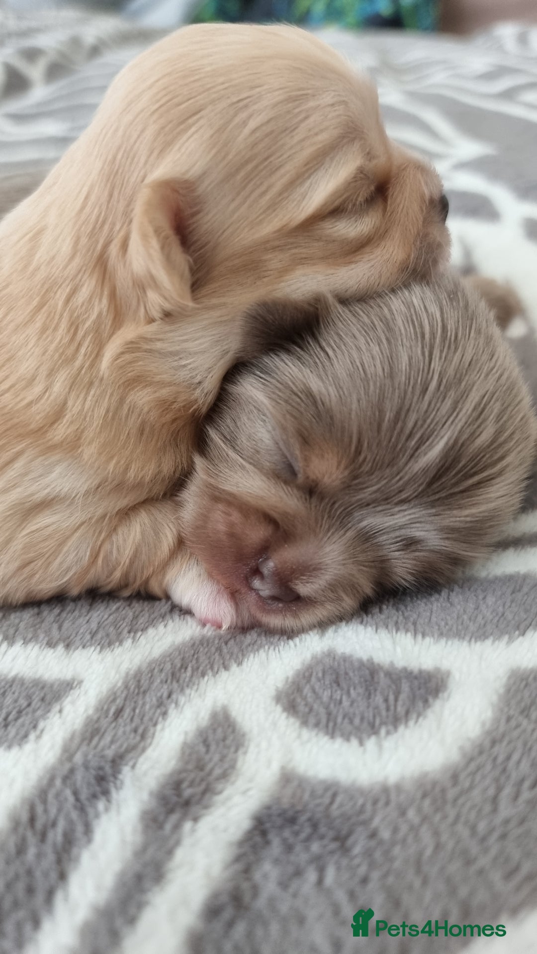 Chihuahua dogs for sale: Cream Chihuahua and pomeranian for sale - Image 10