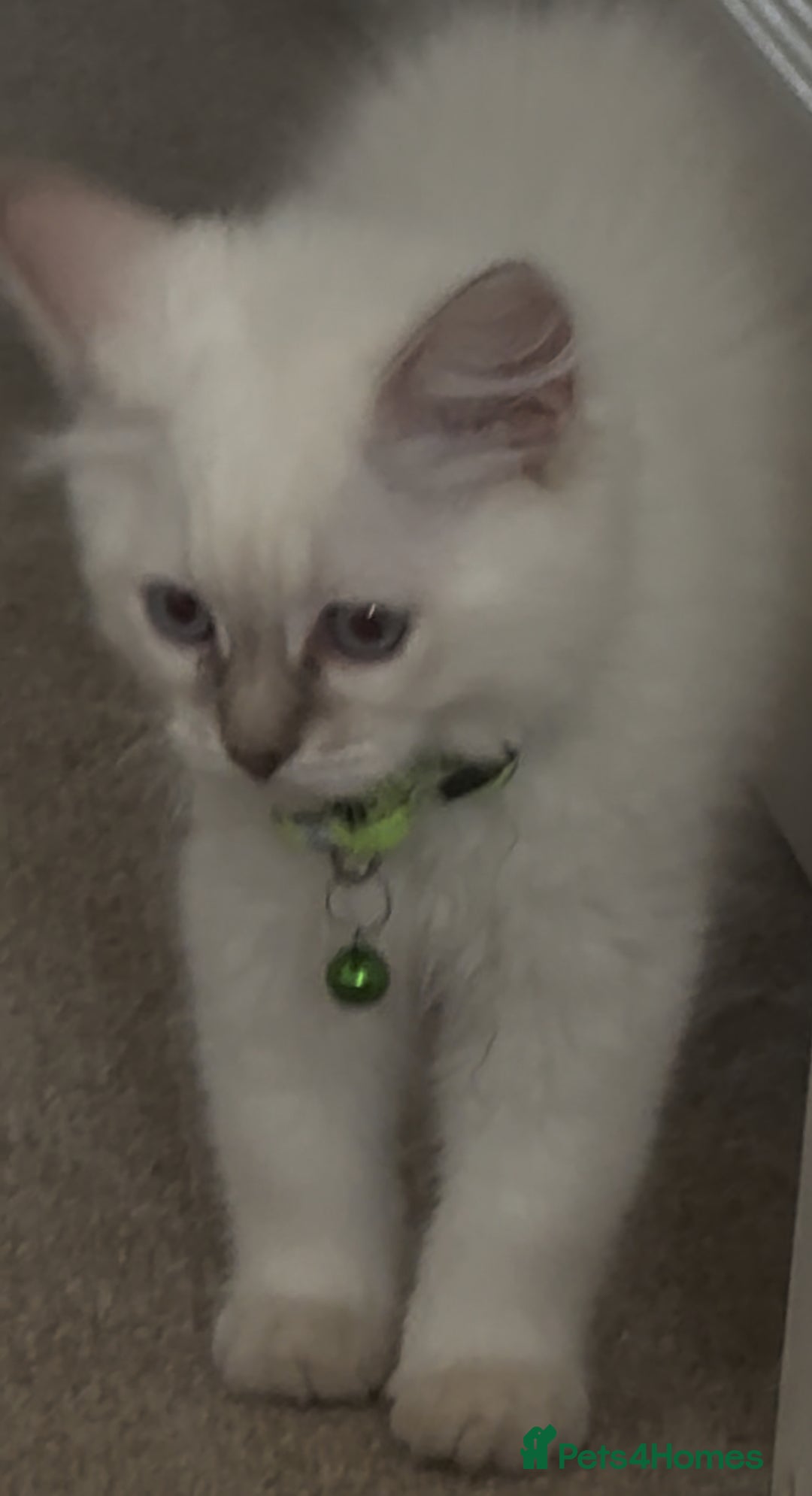 Ragdoll cats for sale: GCCF registere ragdoll kittens ready now 🐱 😍 in Berkhamsted - Image 7
