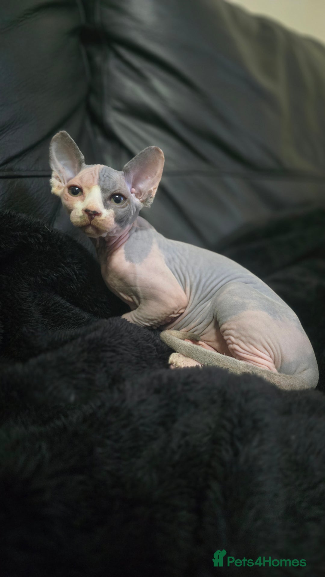 Sphynx cats for sale: READY NOW ONE LEFT SPHYNX BABY GIRL 💖 - Advert 2