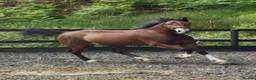 Welsh Section C horses for sale: Stunning Youngster - Show / driven potential  - Advert 3