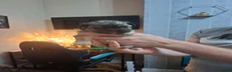 Mixed Breed dogs for sale: French bulldog cross shih tzu puppies - Advert 2