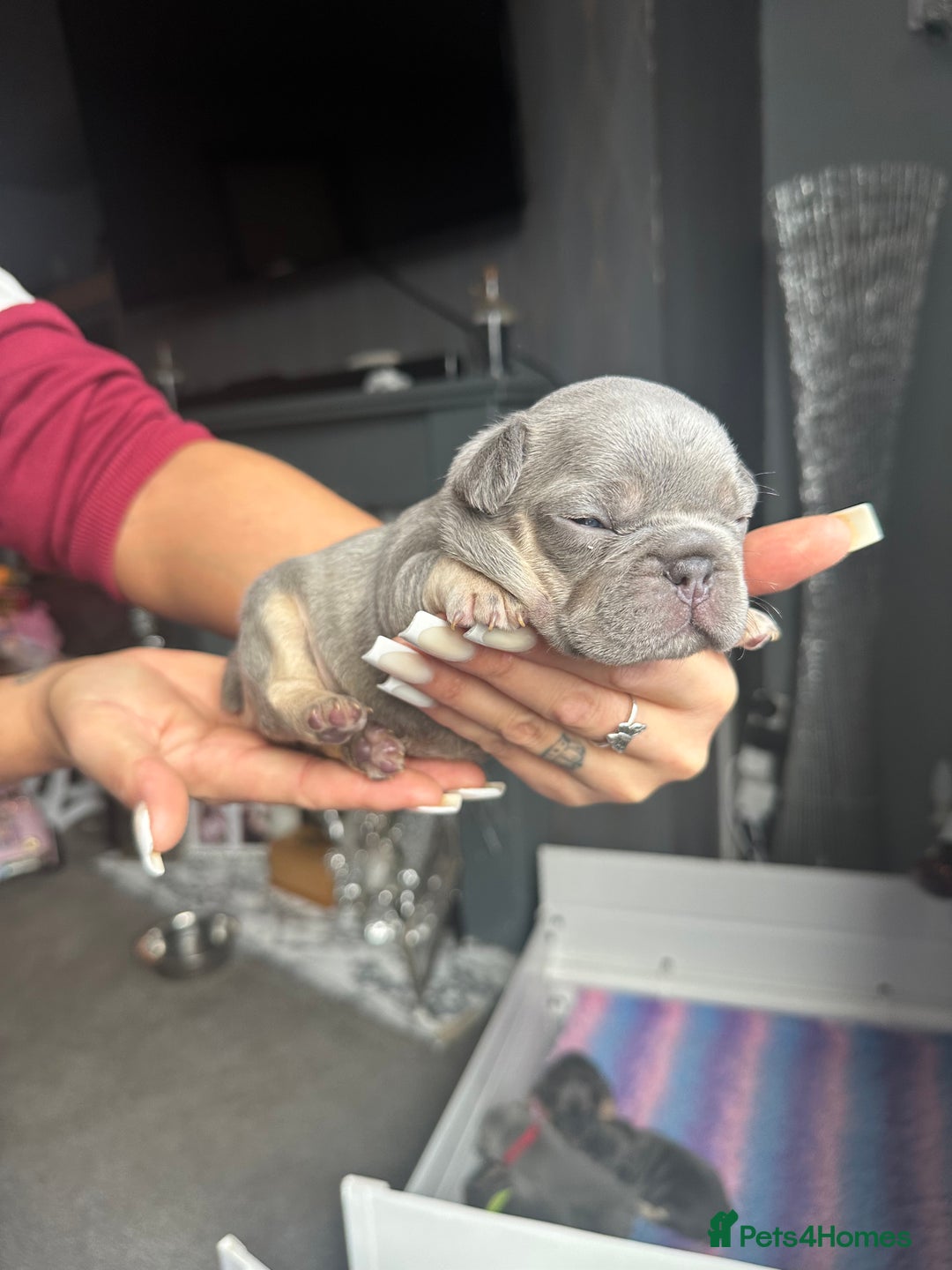 French Bulldog dogs for sale: 2 litters available from Natk9 clinic *JESUS PUPS* - Image 12