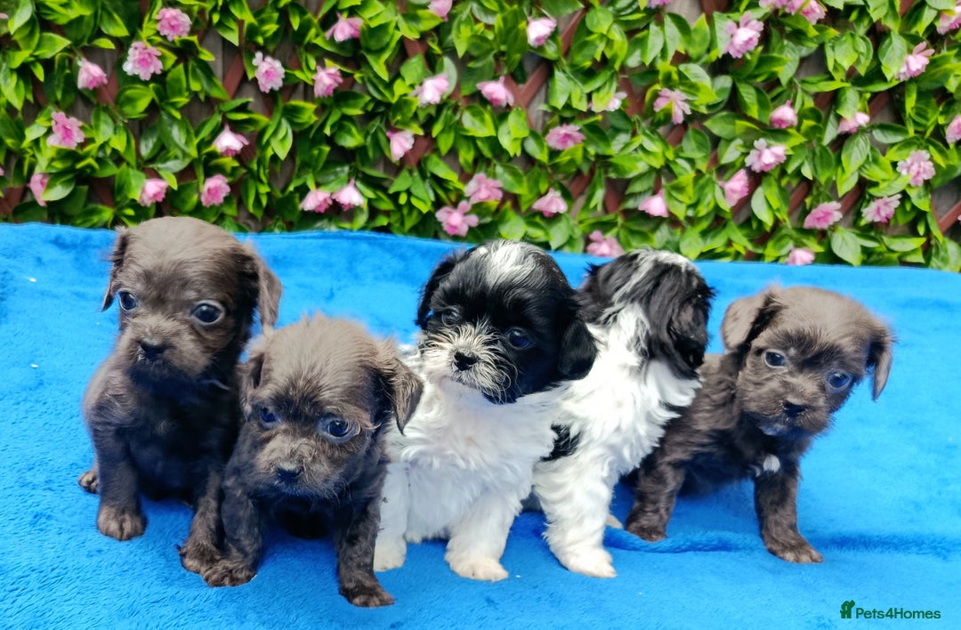 Mixed Breed dogs for sale: TOY FIRST GEN SHIHPOO PUPS PARENTS HEALTH TESTED  - Advert 7