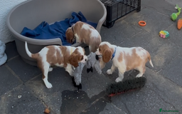 Cavalier King Charles Spaniel dogs for sale: Cavalier King Charles  - Image 17