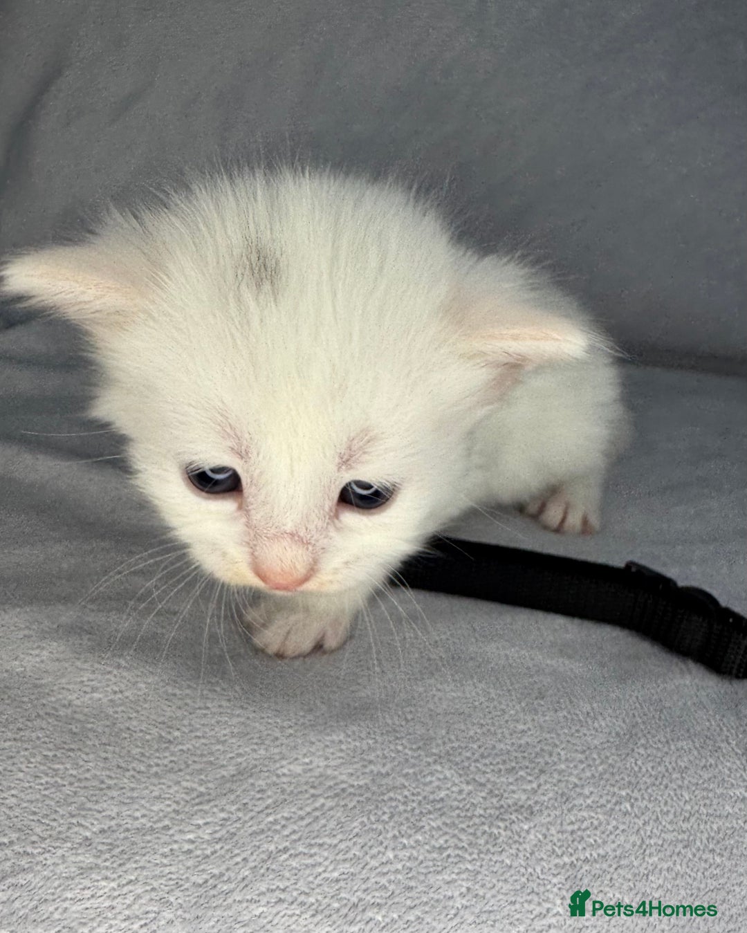 Turkish Van cats for sale: Rare Turkish van kittens for sale.  - Image 9