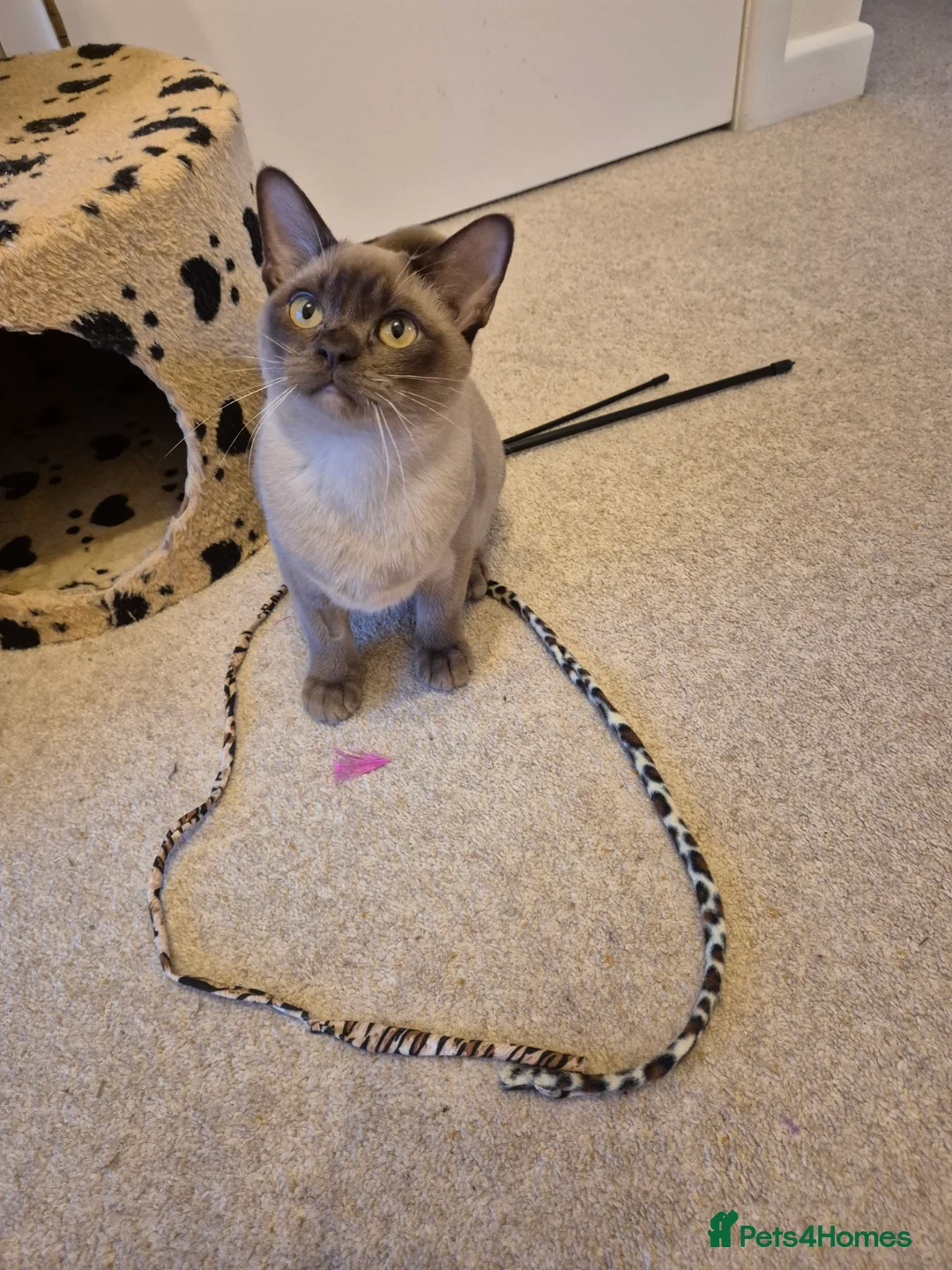 Burmese cats for sale: Gorgeous Chocolate Burmese Male Kitten - Advert 7