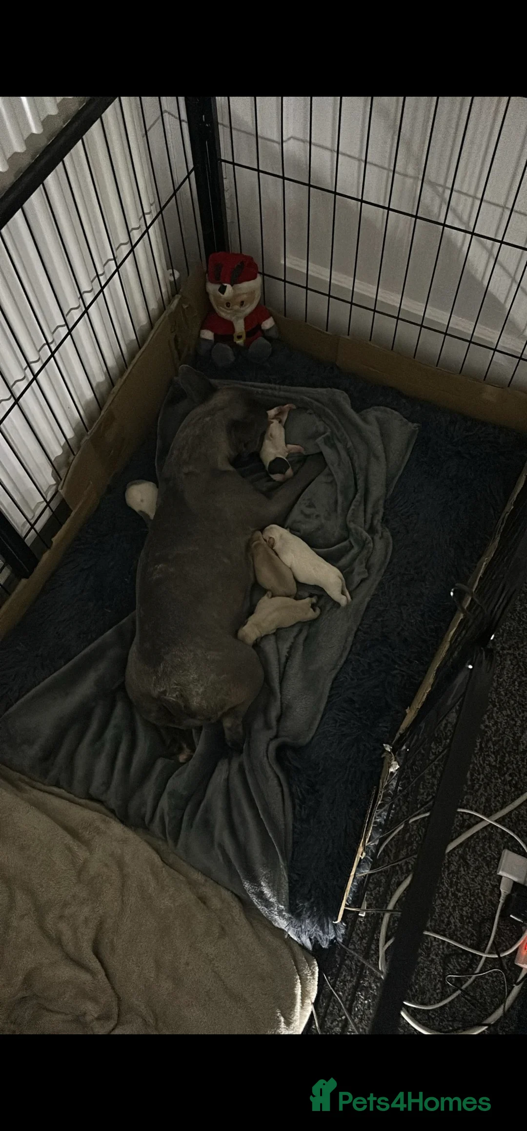 French Bulldog dogs for sale: French Bulldog for sale - Advert 7