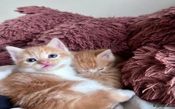 Mixed Breed cats for sale: 3 Long Furred Kittens Fluffy Ginger White Mix - Advert 6