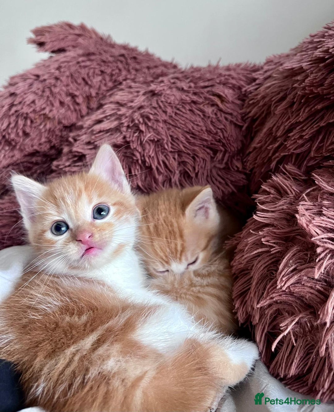 Mixed Breed cats for sale: 3 Long Furred Kittens Fluffy Ginger White Mix - Advert 6
