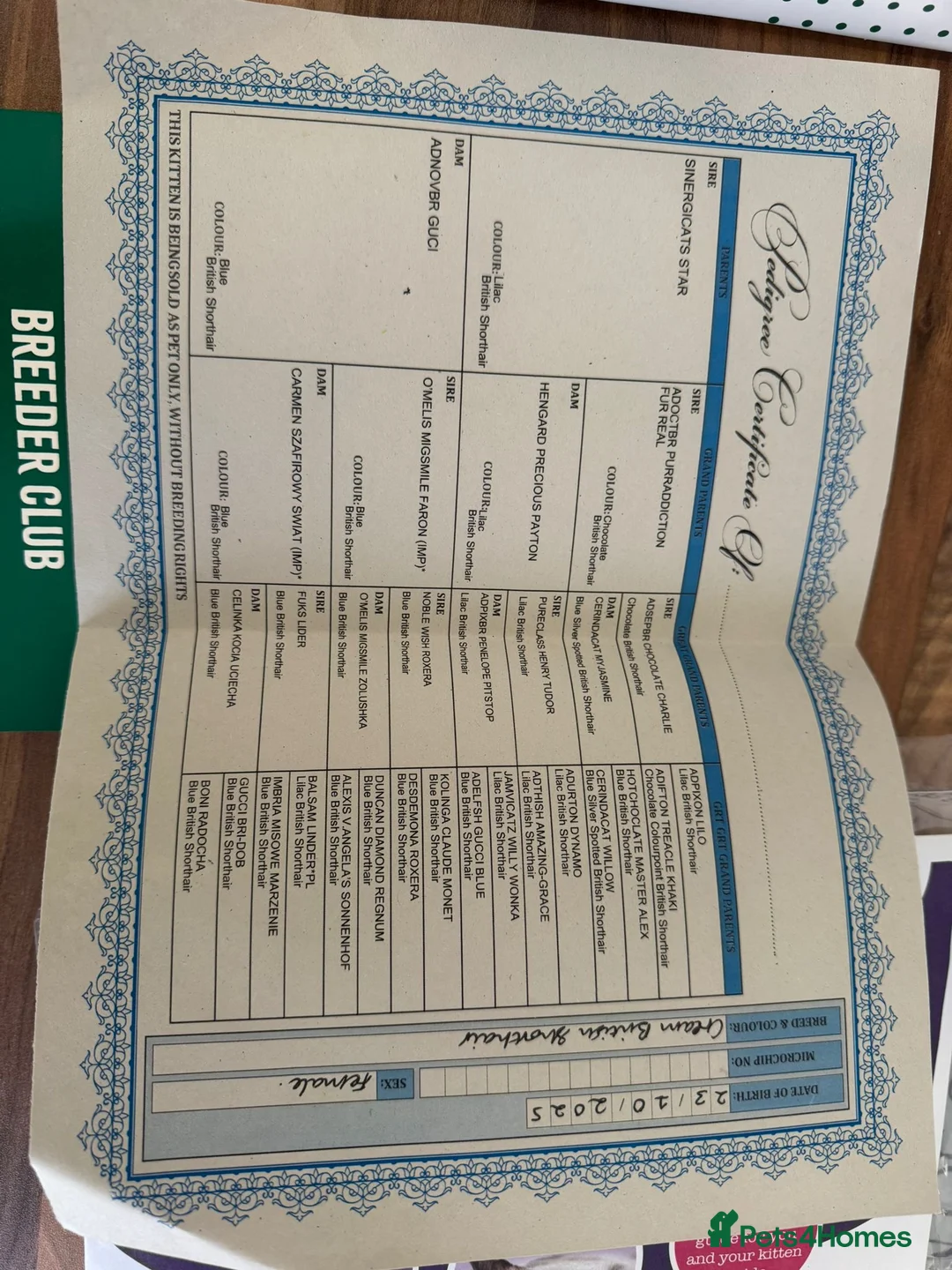 British Shorthair cats for sale: CREAM BRITISH SHORT HAIRED KITTEN FOR SALE - Advert 7