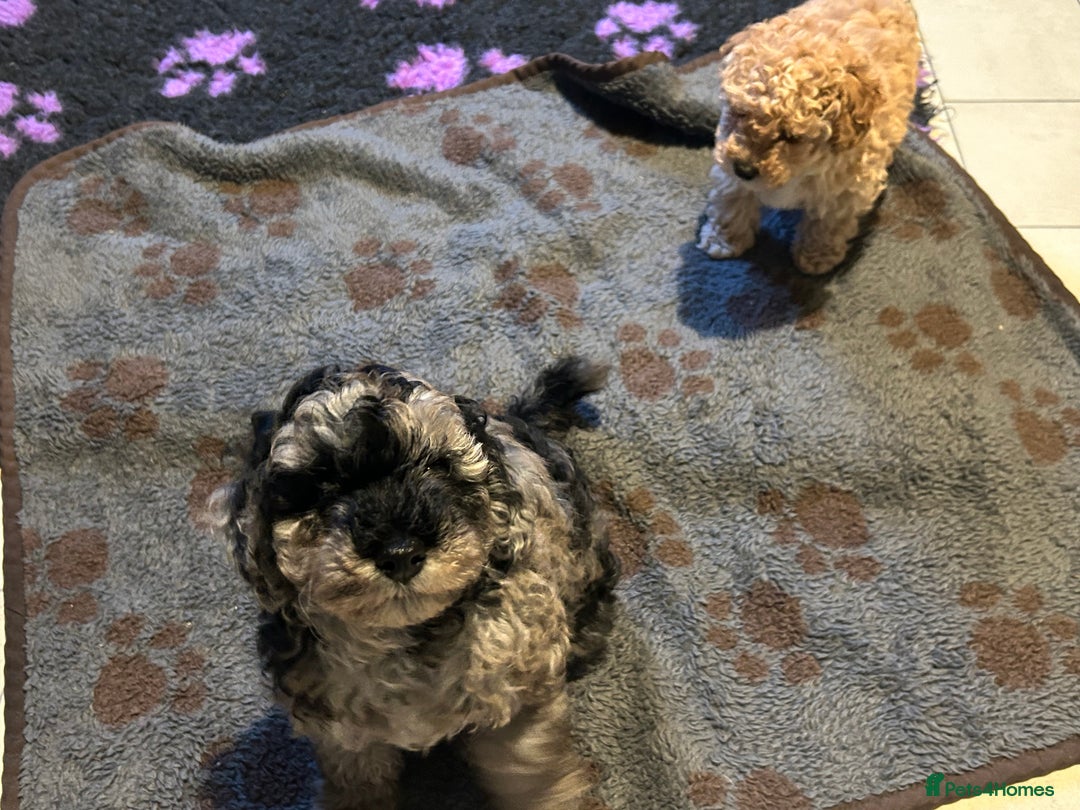 Cockapoo dogs for sale: Miniature cockapoo puppies Merle and Apricot - Image 14