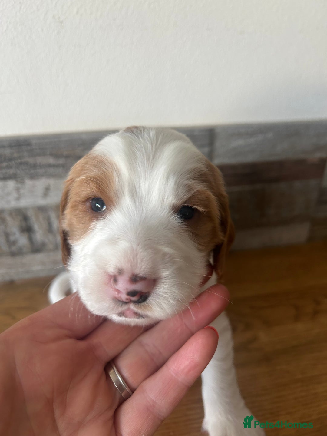 Cocker Spaniel dogs for sale: Baby Cocker Spaniels working type - Image 11