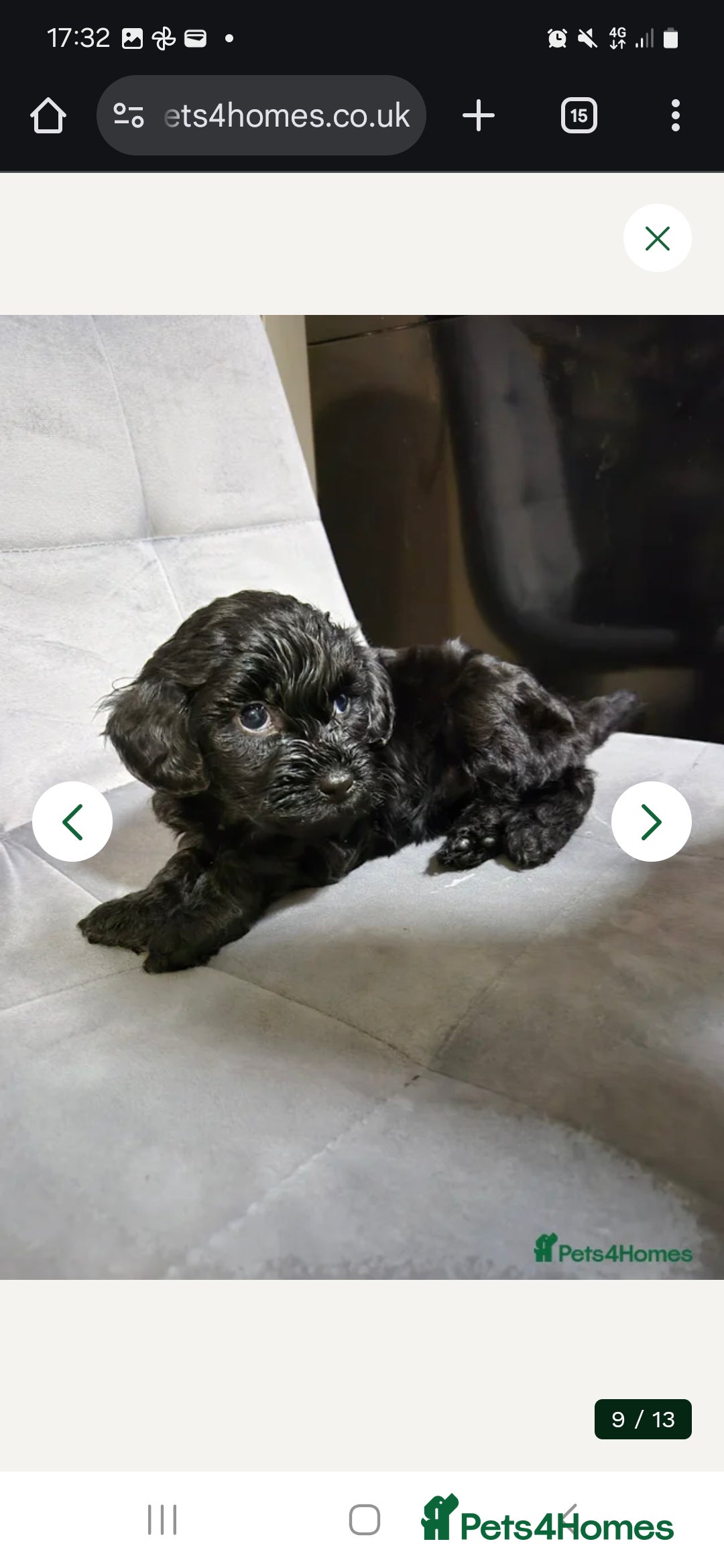 Cockapoo dogs for sale: 2 beautiful black girl cockapoos - Advert 3