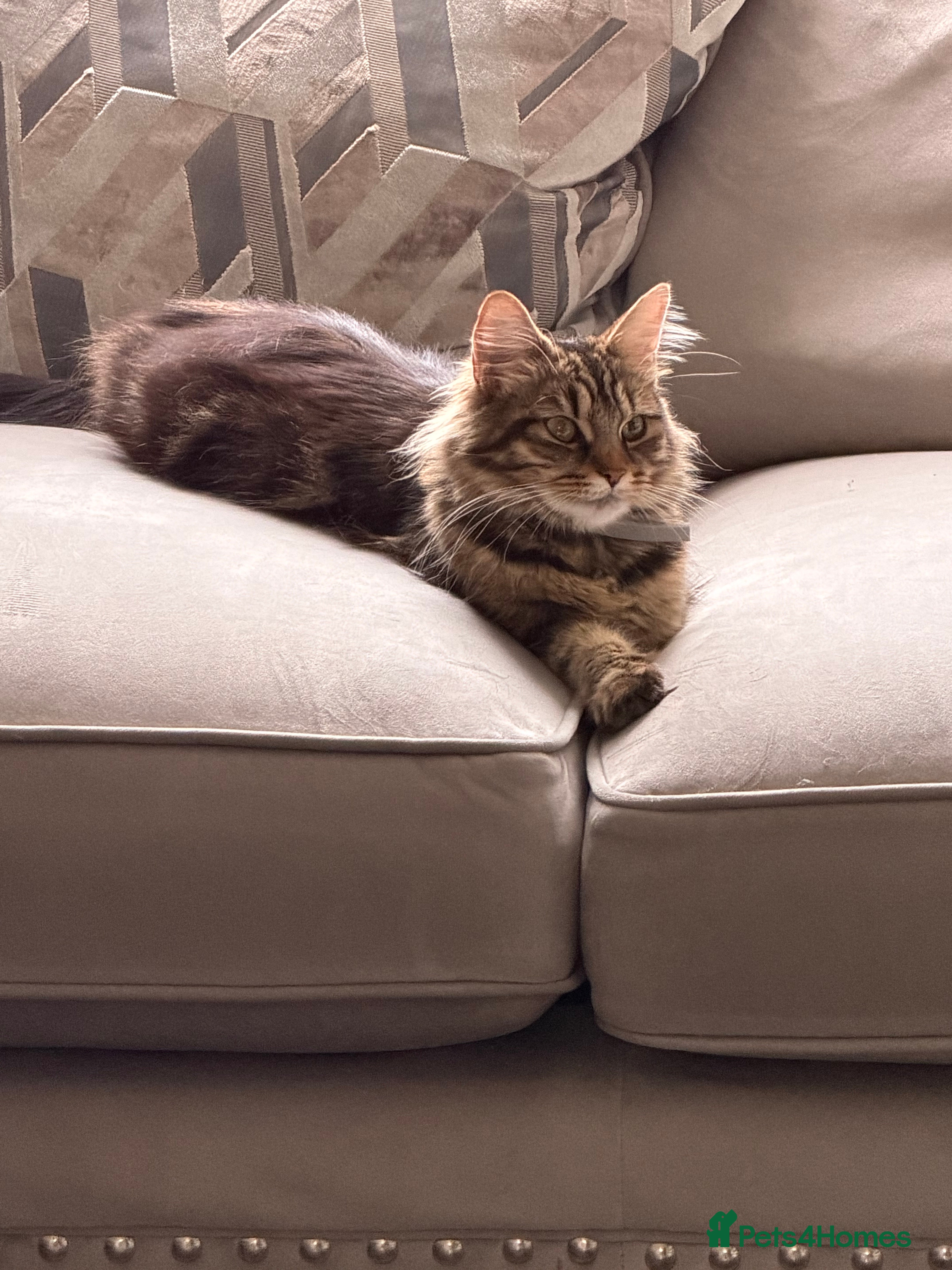 Siberian cats Siberian x kittens  - Advert 1