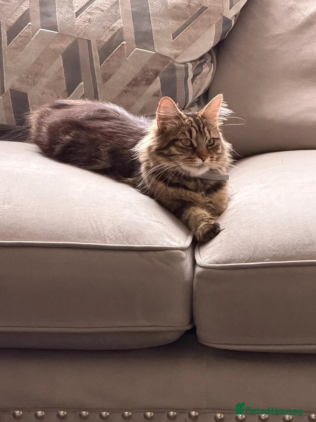 Siberian cats for sale: Siberian x kittens  - Advert 1