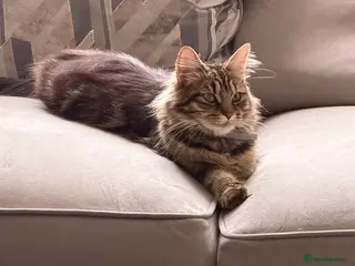 Siberian cats Siberian x kittens - Advert 1