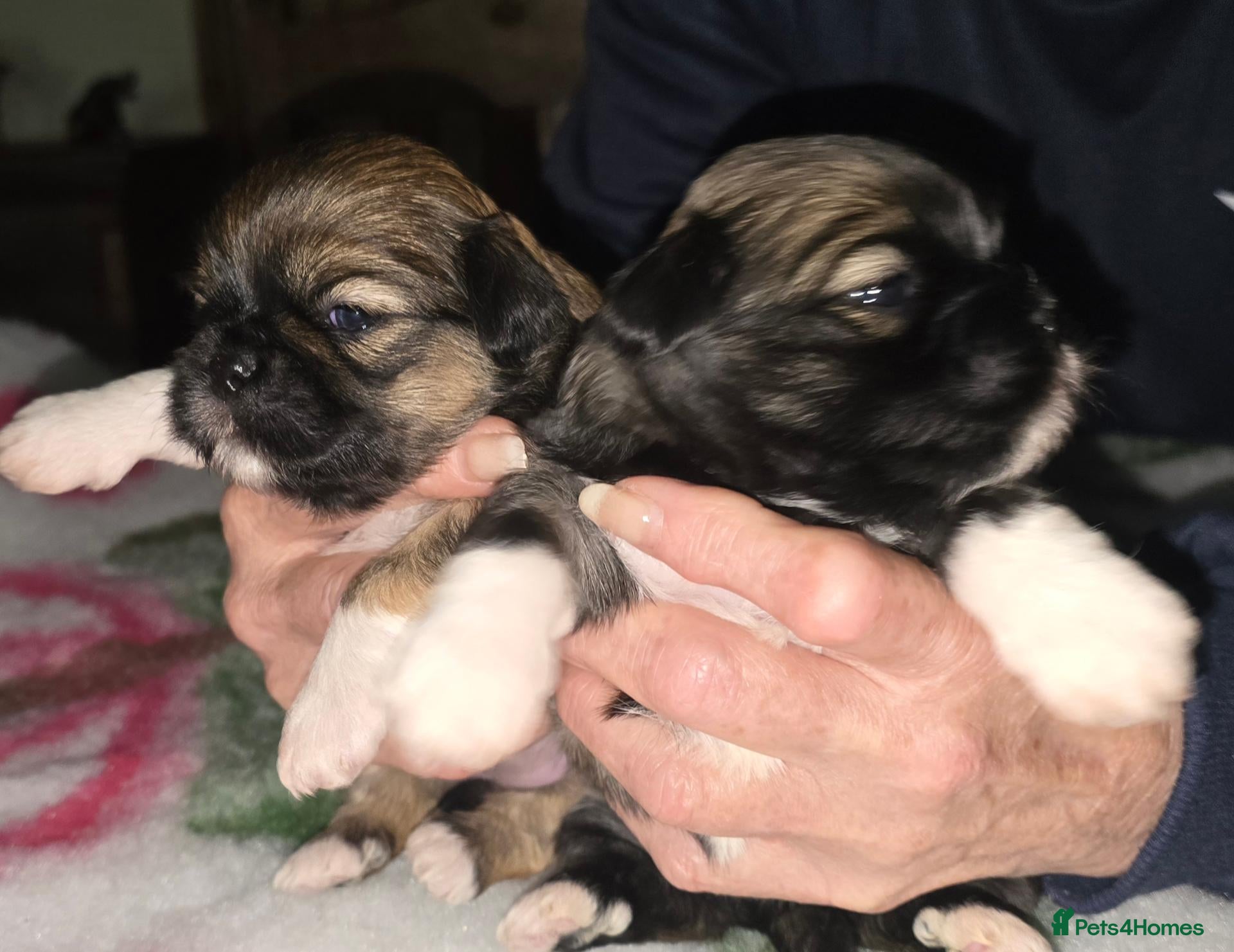 Lhasa Apso dogs Beautiful Litter of Lhasa Apso - Advert 6