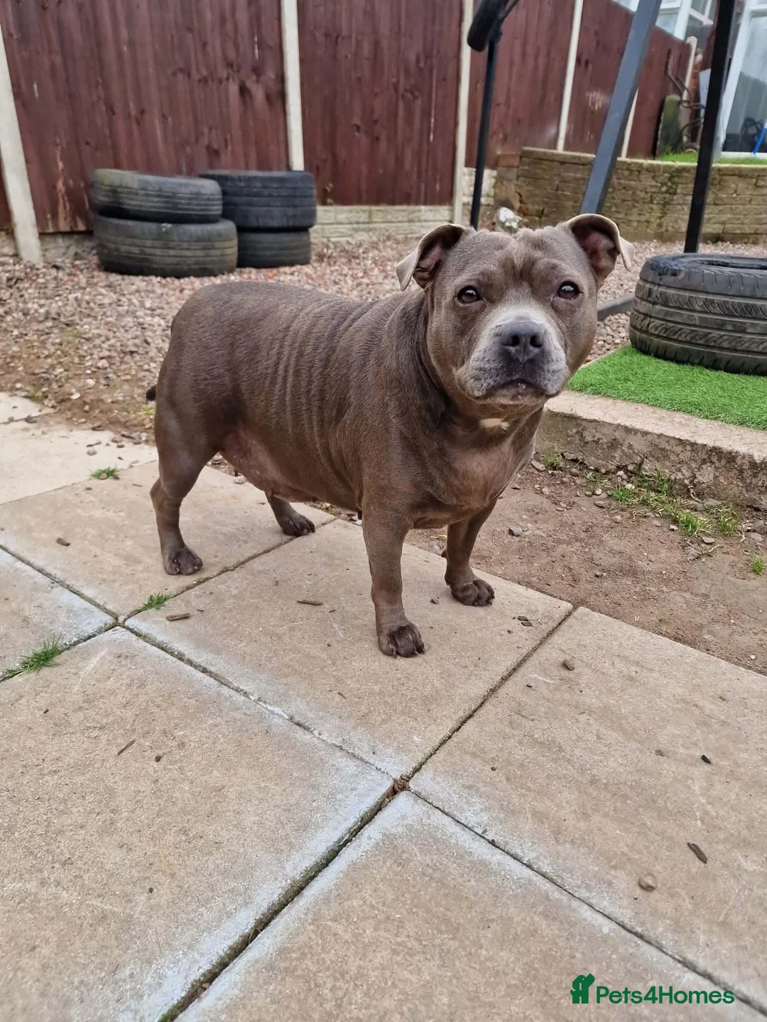 Staffordshire Bull Terrier dogs for sale: Blue Staffordshire - Advert 6
