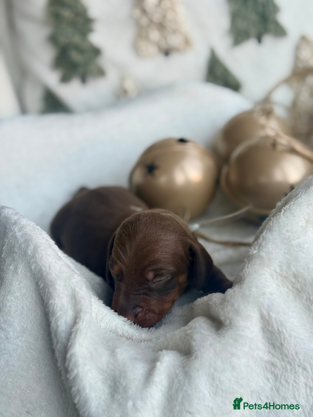 Miniature Dachshund dogs for sale: Kc reg choc tweed dapple & choc n tan  - Advert 6