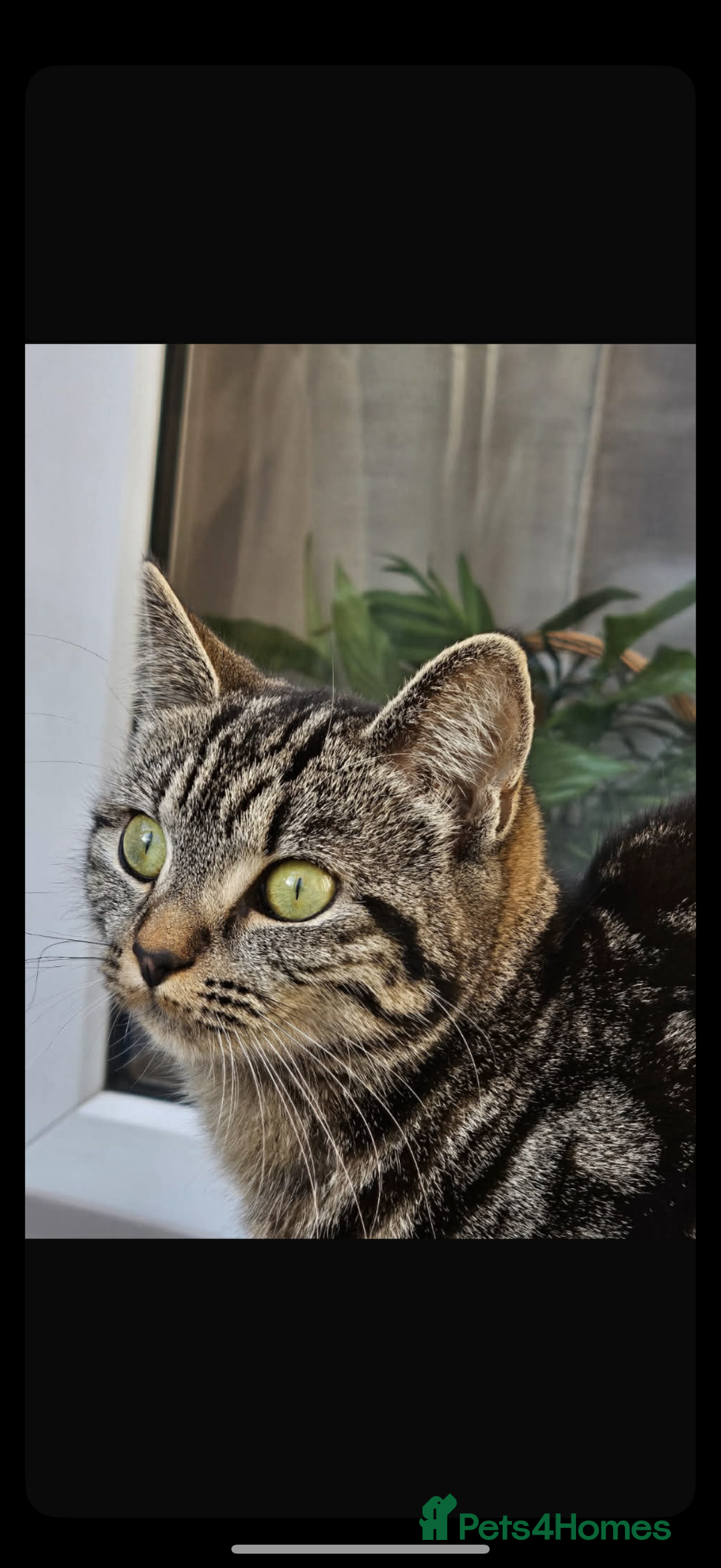 Norwegian Forest Cat cats for sale: Tabby cat - Advert 1