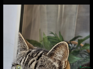 Norwegian Forest Cat cats Tabby cat - Advert 4