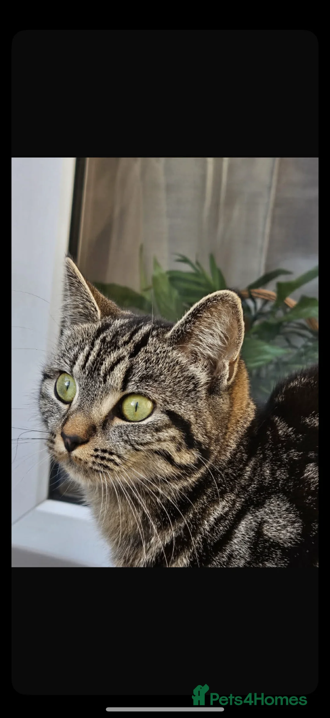 Norwegian Forest Cat cats for sale: Tabby cat - Advert 1