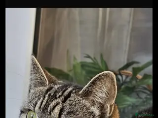 Norwegian Forest Cat cats Tabby cat - Advert 2