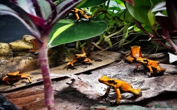 Frog reptiles for sale: Group of 10 grown on Phyllobates Terribilis - Image 3