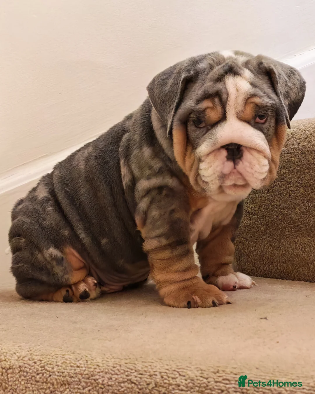 English Bulldog dogs for sale: English bulldog  - Advert 1