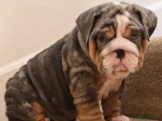 English Bulldog dogs English bulldog - Advert 1