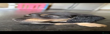Miniature Dachshund 1