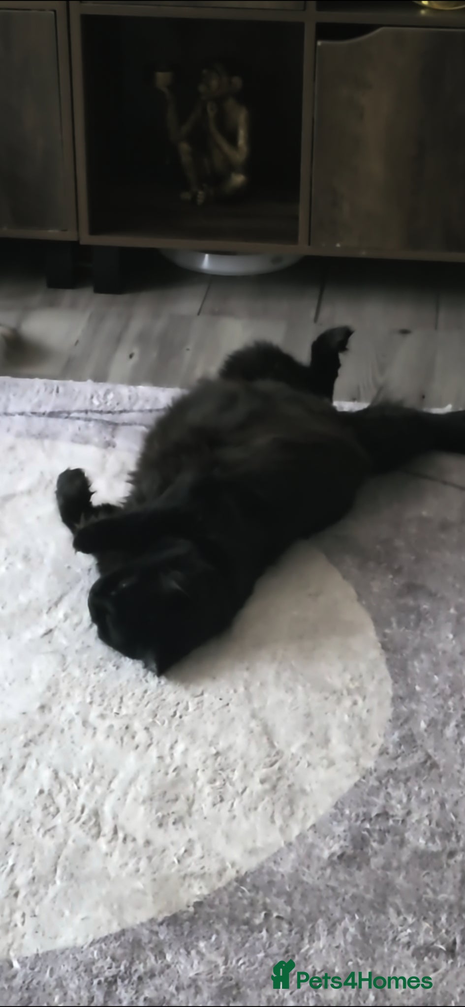 Maine Coon cats for sale: Maine coone &Bsh amazing personality kittens 😸  - Advert 12