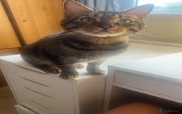 Domestic Shorthair cats for sale: Good to a loving home  - Image 6