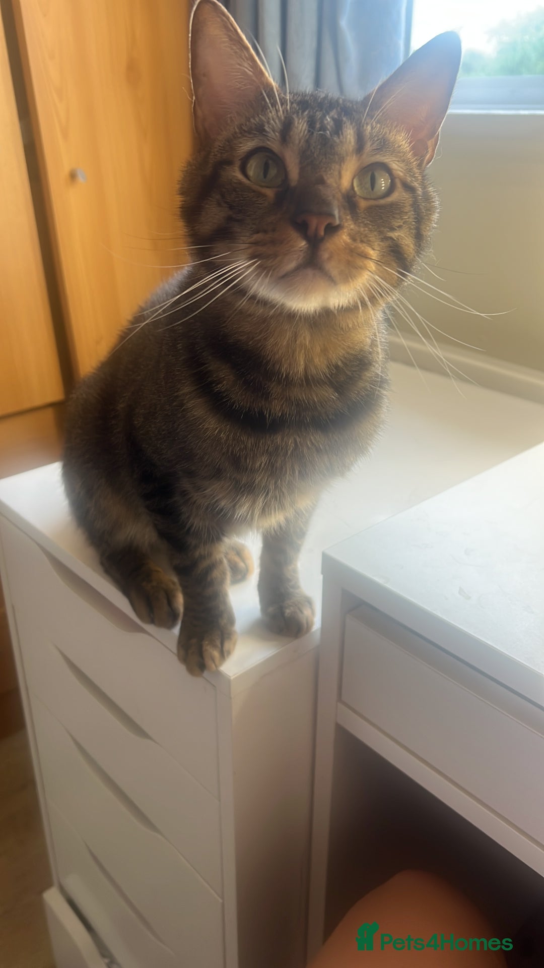 Domestic Shorthair cats for sale: Good to a loving home  - Image 6