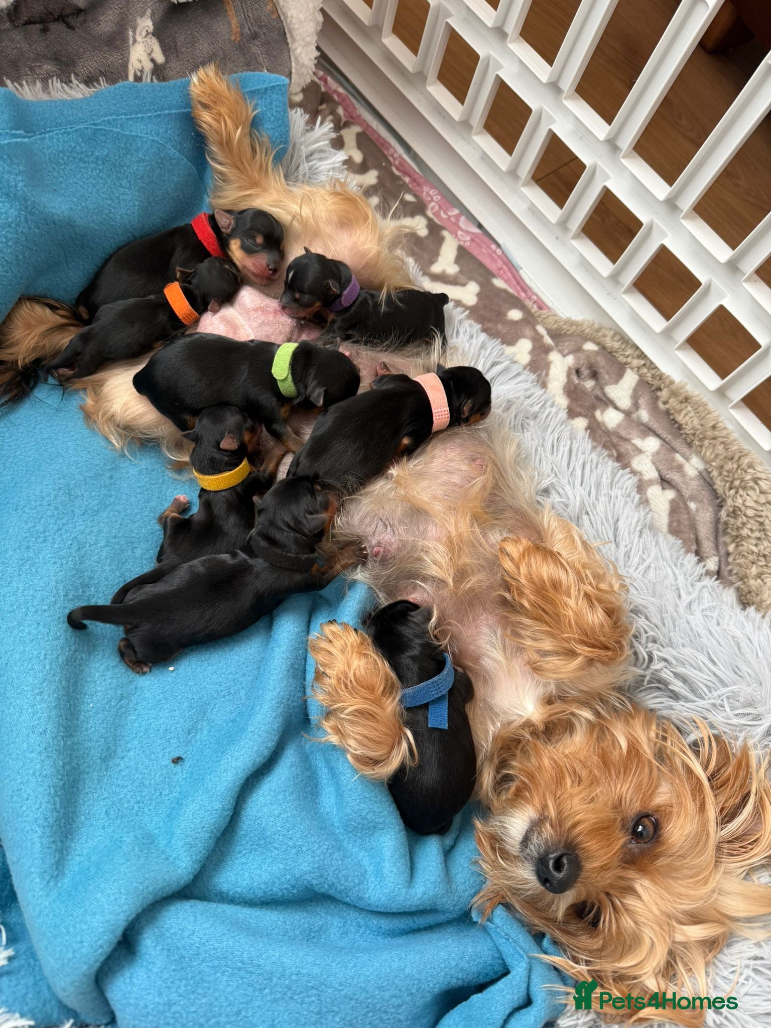 Yorkshire Terrier dogs YORKSHIRE TERRIER  - Advert 1