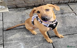 Mixed Breed dogs for adoption: Olive (Hound/Shepherd mix) - Image 3