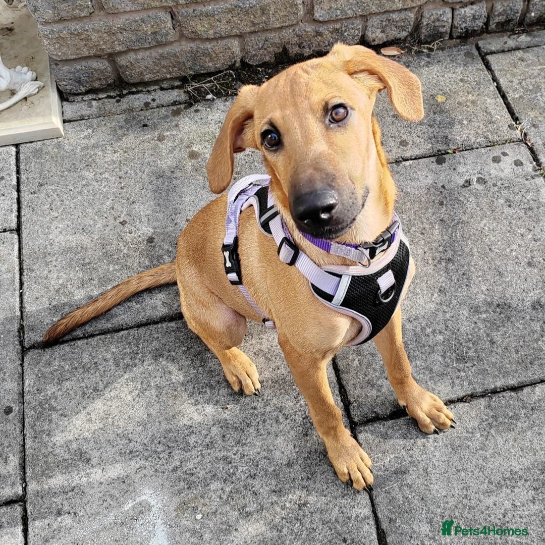 Mixed Breed dogs for adoption: Olive (Hound/Shepherd mix) - Image 3