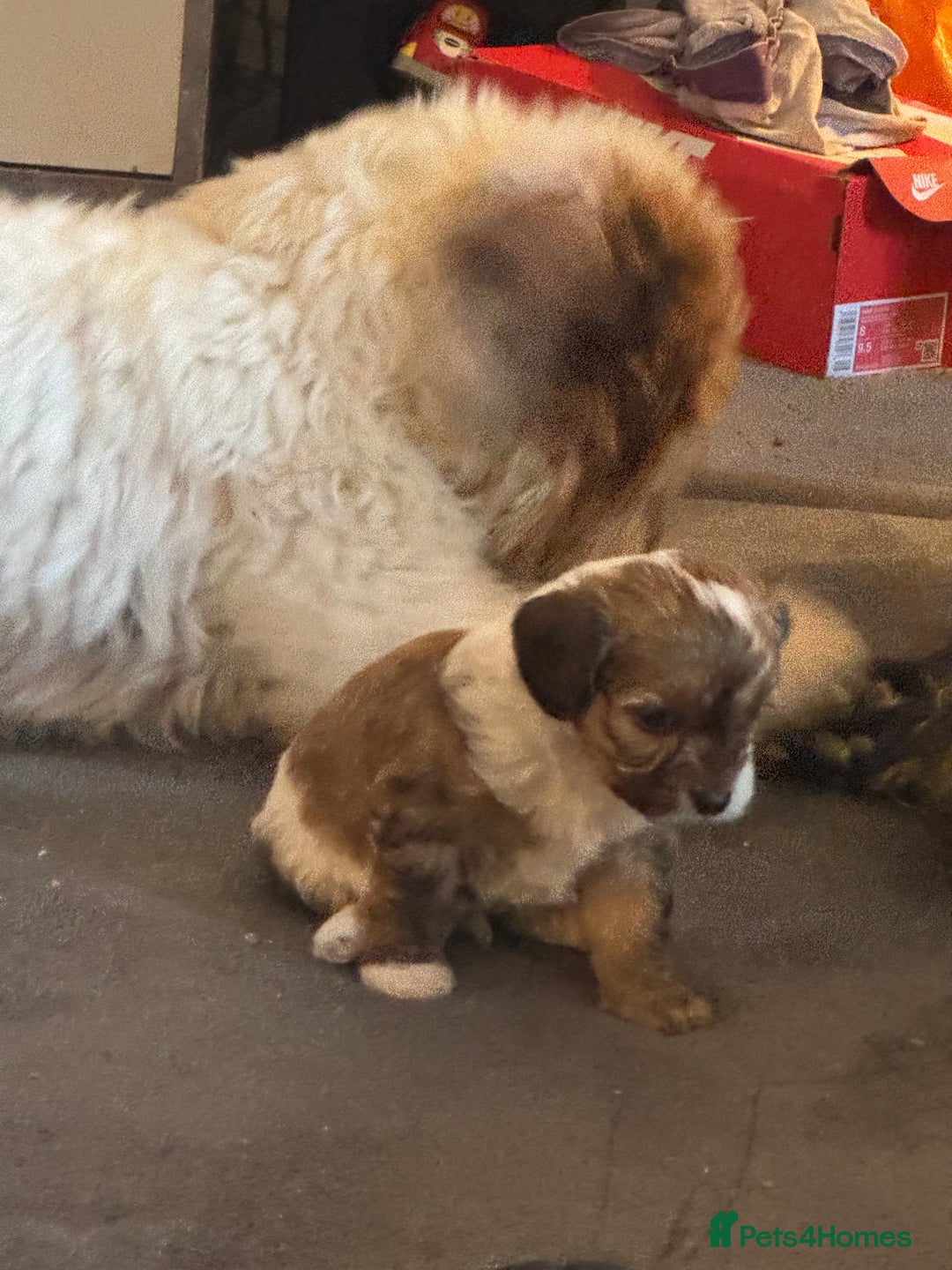 Jackapoo dogs for sale: Cavapoo x jack Russell puppies  - Image 21