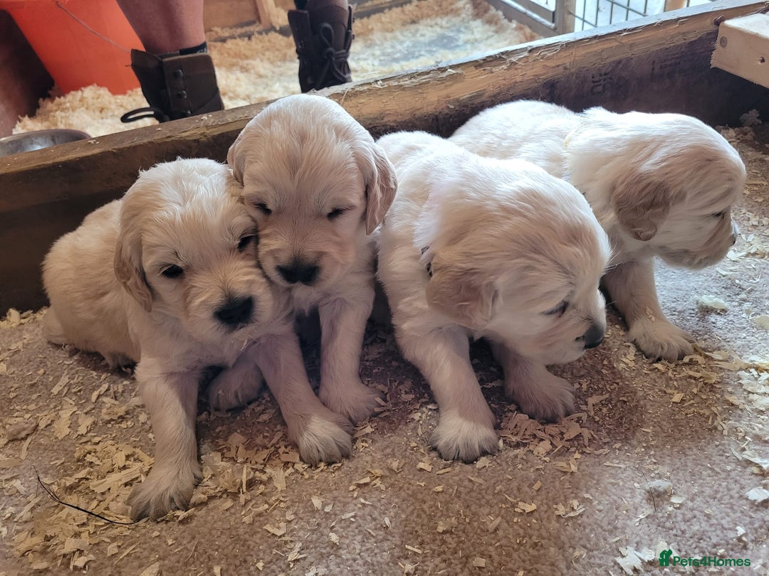 Golden Retriever dogs for sale: Golden retriever puppies  - Image 11