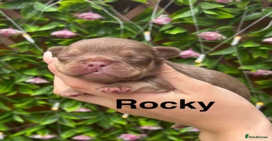 French Bulldog dogs - Advert 9