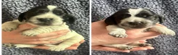 Cocker Spaniel dogs for sale: Blue Roan - Show - English cocker spaniels in Colchester - Advert 4