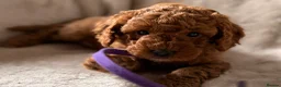 Miniature Poodle dogs for sale: Four beautiful fox red miniature poodles  - Advert 17