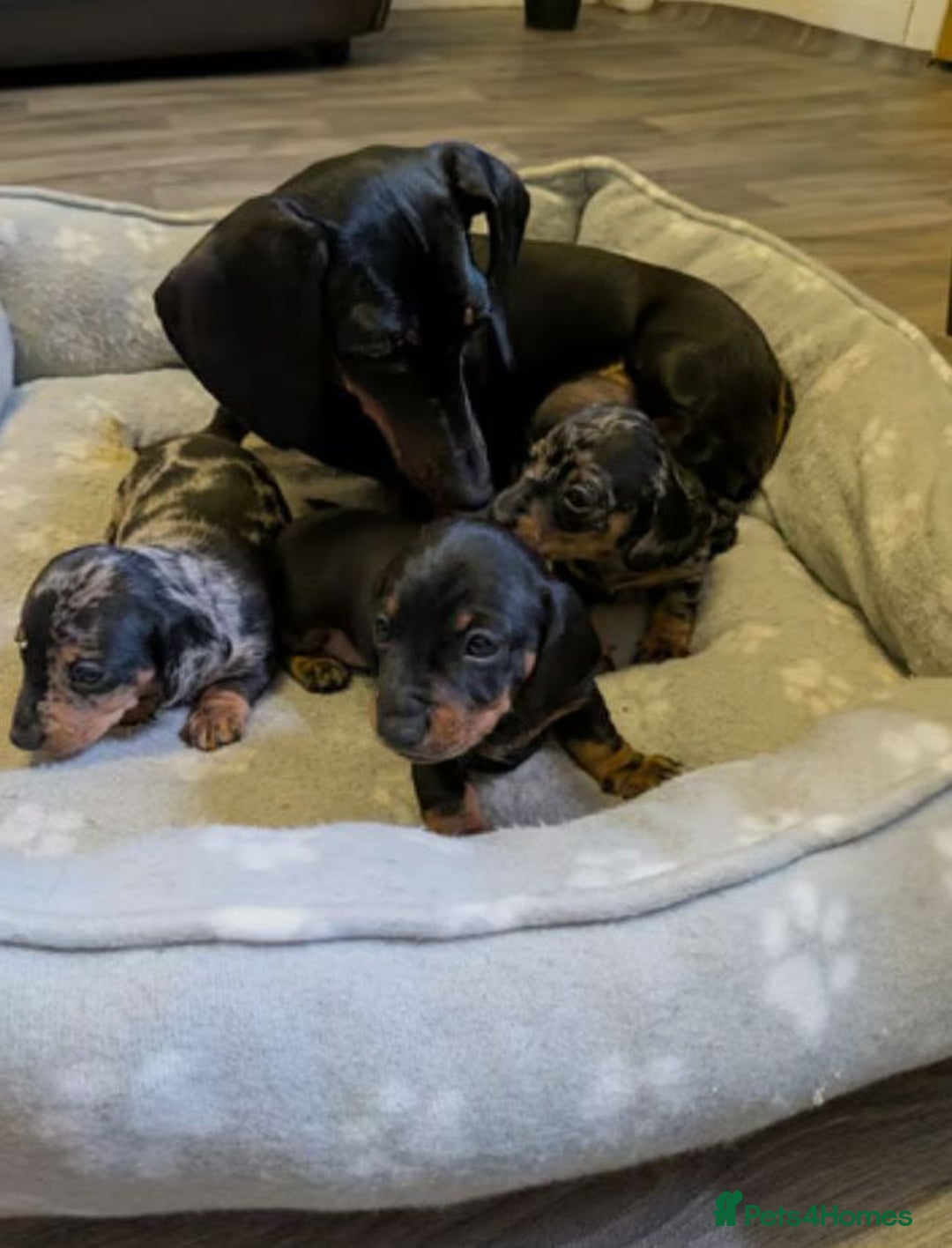 Miniature Dachshund dogs for sale: Dachshund Short Haired Puppies - Image 4