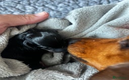 Miniature Dachshund dogs for sale: kc reg miniature smooth Dachshund 1 girl 1 boy - Image 15