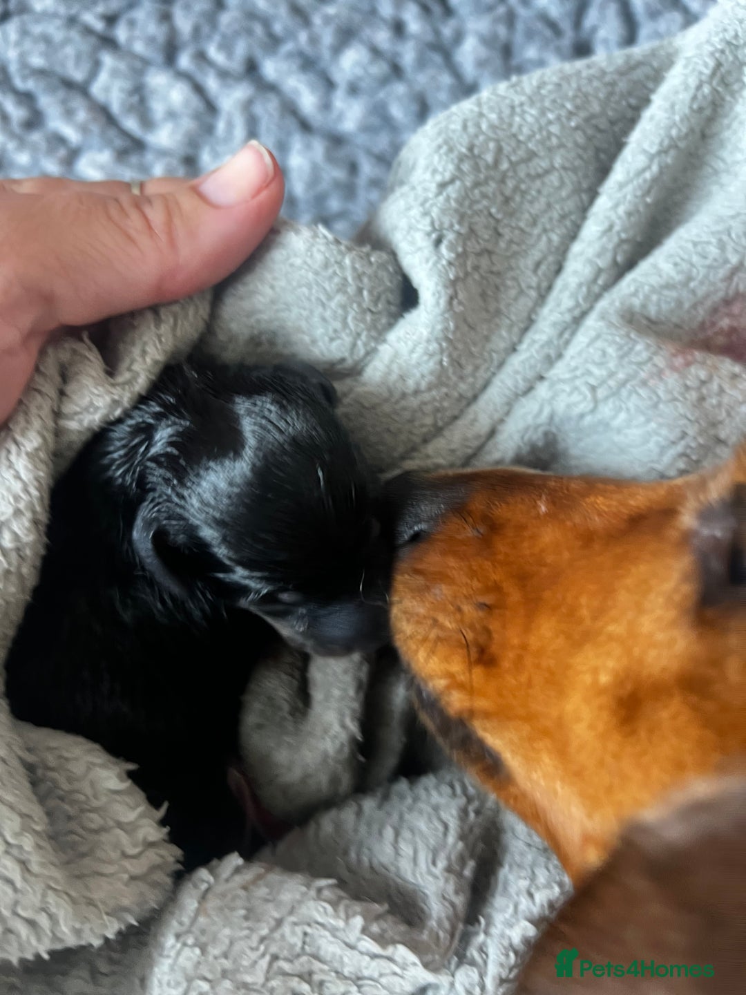 Miniature Dachshund dogs for sale: kc reg miniature smooth Dachshund 1 girl 1 boy - Image 15