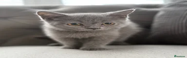 British Shorthair 1