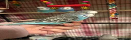 Budgerigars birds for sale: Baby Budgies’s for sale  - Advert 21