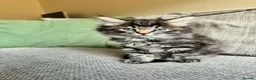 Mixed Breed cats for sale: Ragdoll x Maine Coon Kittens Girls - Advert 1