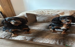 Cocker Spaniel dogs for stud: Black, white and tan Cocker Spaniel for stud - Image 4