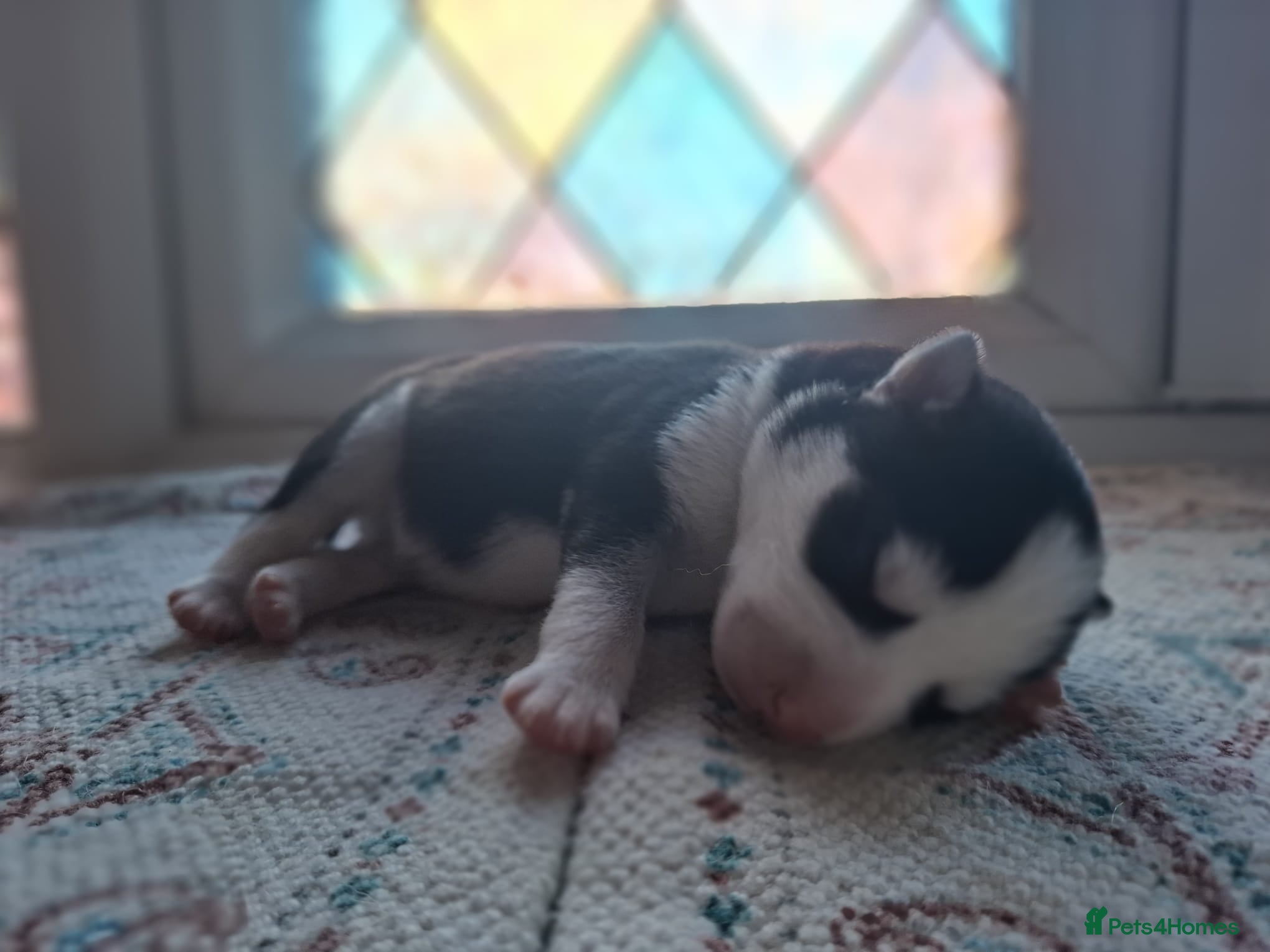Pomsky dogs for sale: Beautiful Pomsky Puppies 3 Girls & 1 Boy Available in Carlisle - Advert 9